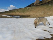 16 Annusa anche la neve che già conosce